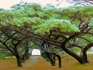 filerimos trees higher